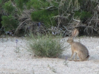 Jack Rabbit